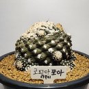 포아나
