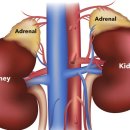 아람동물병원 이미지