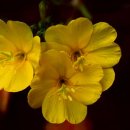 감마약국 이미지