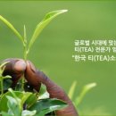 보이차&홍차 티 소믈리에 이미지