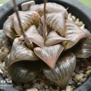 바디아 핀키 이미지