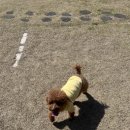 오멍가멍 애견카페&호텔 이미지