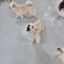 파라다이스유치원 | 급하게 강아지 맡겨야 할 때, 천안 불당동 '쉬다가개 애견호텔유치원' 후기