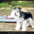 양평로그캠프 이미지