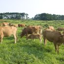 연암축산 이미지