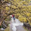 산수유꽃길민박 이미지