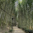 섬진강대나무숲길 이미지