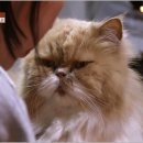 고양이민박 이미지