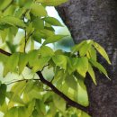 느티나무농원 이미지