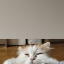 채릇채릇 이미지