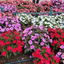 봉선화의원 이미지