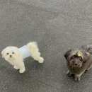 장미미장원 이미지