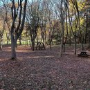 인천대공원 걷고 장수동 은행나무 보고 이미지