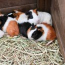 가든조류원 이미지