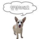 비밀의화원미드나잇점 이미지