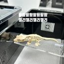 폴리프라자 | 양주 파충류샵 말랑젤리 옥정 크레스티드 게코 분양 리얼후기
