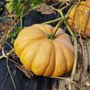 호박넝쿨 이미지