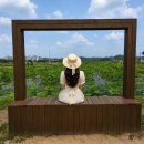 시흥 관곡지 연꽃테마파크 후기, 주차 연잎젤라또까지 즐긴 여름 나들이 애견동반 가능여부