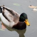 이른아침호숫가 이미지