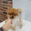 더예쁘개 이미지