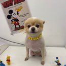 사랑옵개 이미지