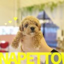 파주켄넬 이미지