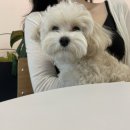 미드나잇 카페 이미지
