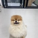 또리네 멍멍이 미용실 | 구래동 애견미용) 포메라니안 알로페시아 털 상태에 맞춰 전체 가위컷 했어요