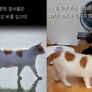 꽁꽁 얼어붙은 한강 위를 걸어다니던 고양이 근황 이미지