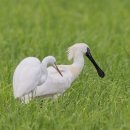 해오라기 이미지