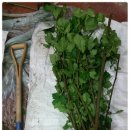 왕산농장 이미지