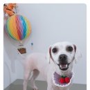 심쿵하개 이미지