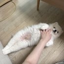 호야국수 | 임신기록(22주-30주) | 임신 후기 과격해진 증상들 하지만 여전히 행복한 임산부의 일상