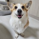 댕댕점빵 | 대구 신암동 동대구역 인근 강아지수제간식/케이크 전문점 메리앤래리