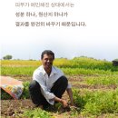 동무농장 | [내돈내산] 블랙탄 강아지 비듬 충격, 정제수 0% 바밀리 미스트 3일 리얼 후기