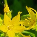노랑꽃이 앙증맞은 야생화 좁쌀풀꽃 떨이판매ㅡ가격인하 이미지