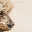 앙볼리펫살롱 네이버블로그