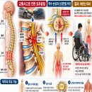 척추는 왜 S자 모양일까? 경추·흉추·요추·천골·미골의 구조와 기능 총정리. 이미지