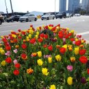 이마트24 온천벚꽃점 이미지