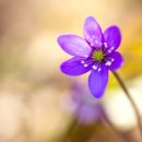 행복한 사람들 이미지