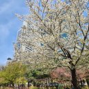 연일공원 입구 | 서울 봄나들이 명소 보라매공원 방문 후기/겹벚꽃 있을까? 개화현황 편의시설 주차정보 알아보기!