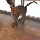 24시 글로리 동물병원 이미지