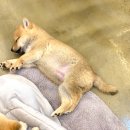 프라이드 켄넬 이미지