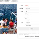 괌 돌핀크루즈 예약과 후기, 돌고래 만나기 + 스노클링 액티비티 추천