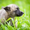 도그앤캣 이미지