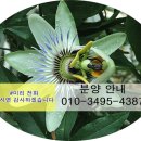 동탄IX리치공인중개사사무소 | 금강 IX 몰 코벤트 가든 동탄 상가 대박 분양정보 알아보기~~
