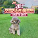 오블리&화이트펫 | 가평 오블리&amp;화이트펫 후기｜애견운동장 넓고, 개인마당까지 완벽했던 펜션