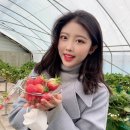 정현농장 | 양평 정현 딸기농장, 서서 따는 딸기체험 후기 🍓