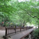 은행나무로 이미지