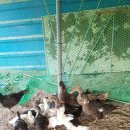 백봉파이프 이미지